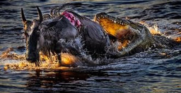 the-great-migration-safari-ckaFs.jpg 1