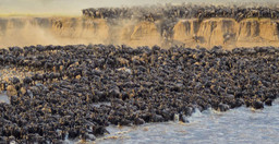 the-great-migration-safari-wxrpz.jpg 3