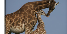 uganda-and-rwanda-expedition-ajfcuhourb.jpeg 2
