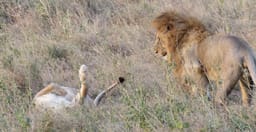 ultimate-tanzania-iRBuz93a0f.jpeg 2
