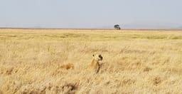 ultimate-tanzania-m27gIj1gG4.jpeg 1