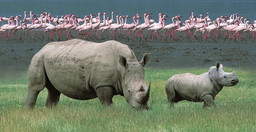 wildlife-safari-5-day-maasai-mara-lake-nakuru-naivasha-PIOA8IHdSg.jpg 1