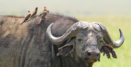 wildlife-safari-5-day-maasai-mara-lake-nakuru-naivasha-TOtWub0wnH.jpg 3