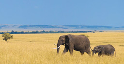 wildlife-safari-5-day-maasai-mara-lake-nakuru-naivasha-rCPBMVHJo5.jpg 2
