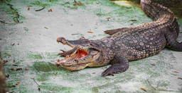 zoo-national-dabidjan-Cknk1IponE.jpg 3