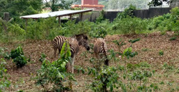 zoo-national-dabidjan-VW75w.jpg 1