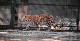 zoo-national-dabidjan-Zhtg2tqhEn.jpg 2