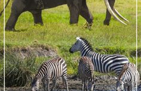 9 Days Wilderness Botswana and Victoria Falls from Windhoek (Lodging)