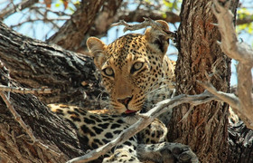 3 day tanzania wildlife safari