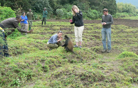 4 days rwanda gorilla tour experience 