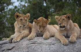 3 days tarangire, ngorongoro crater & lake manyara parks group tour