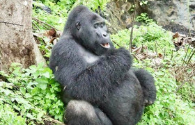 Uganda rwanda gorilla and wildlife safari - 12 days