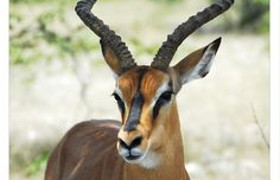 6 Days Etosha, Swakopmund & Sossusvlei (Lodging) Namibia