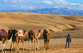 Camel riding in the desert
