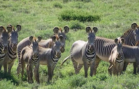 5 days tanzania safari tarangire national park, serengeti national park, ngorongoro crater and lake manyara national park
