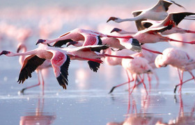 4-day masai mara-lake nakuru exploration