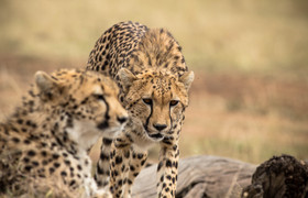 Masai Mara Wildlife Safari Kenya