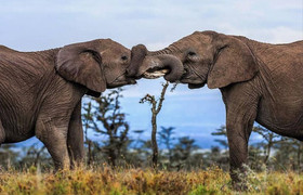 9 days kenya luxury family holiday