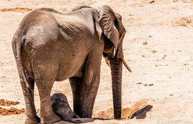 9 days tanzania safari tarangire national park, lake natron, serengeti national park, ngorongoro crater, lake eyasi, lake manyara national park & arusha national park