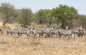 5 days tanzania share group safari tour 