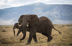 Tanzania bush to beach safari adventure
