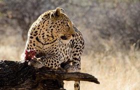 8 Days Taste of Namibia Safaris