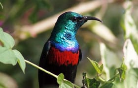 9 days bird watching safari in kenya