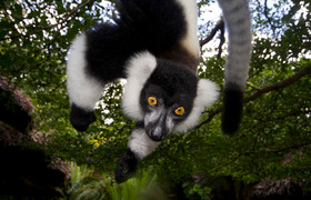 Madagascar eastern treasure