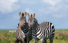 5 day shared group safari from zanzibar