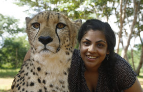 Cheetah and lion interaction - mukuni big 5