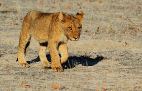 2 days wildlife etosha safari namibia- camping