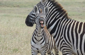 Tarangire ,ngorongoro ,manyara