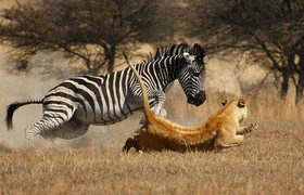 3 Days Etosha National Park Tour