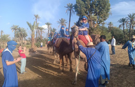 Camel ride in the palm grove of marrakech