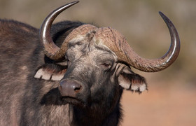 5 days tanzania budget group joining tours with burigi chato safaris