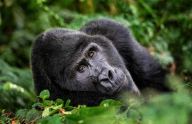 3-day gorilla and chimpanzee trekking at kalinzu
