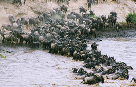 3- days arusha ,manyara & ngorongoro tanzania safari