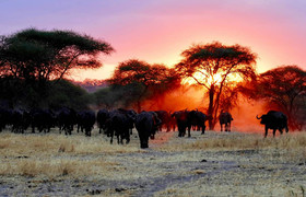 5 days last-minute safari from zanzibar