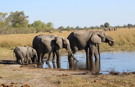 3-day fully catered mokoro (canoe) safari okavango delta
