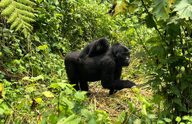 3 days gorilla trekking tour in rwanda