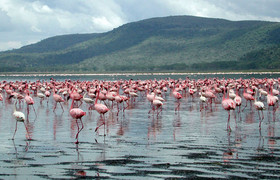 Lake nakuru national park day trip