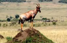 8 days kenya road safari wildlife tours l kenya lodge safaris