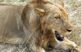 3 days / 2 night selous game reserve