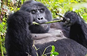 3 Days Gorilla Trekking Bwindi Uganda