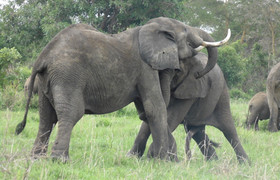 4days /3night selous game reserve 