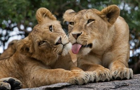 2 days tanzania budget group joining/sharing safari burigi chato safaris co ltd