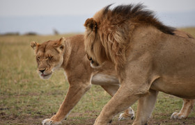 Classic uganda tour