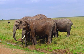 3 days masai mara 
