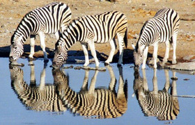 5 days tanzania camping ( budget) safari --tarangire- serengeti - ngorongoro & lake manyara