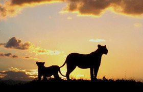 Tanzania classic bush safari adventure
